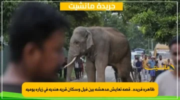 ظاهرة فريدة.. قصة تعايش مدهشة بين فيل وسكان قرية هندية في زيارة يومية 1